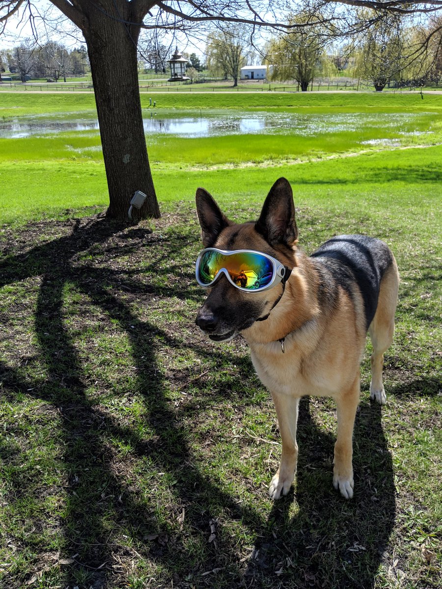 JenWoods444's tweet photo. @TonyStewart Love my Shepherd ❤️ #GermanShepherdLife https://t.co/axeghvh7J4