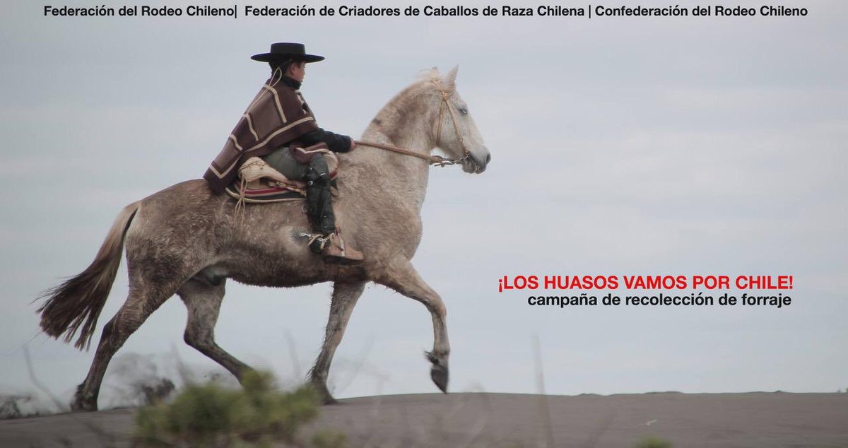 Nos unimos para recolectar forraje para ir en ayuda de los animales que sufren por la catástrofe!! 🇨🇱🙏🏻
Hoy iniciamos una campaña que busca recolectar fardos o bolos de alimentos para los animales que están sufriendo. Quieren ayudar? Toda la info aquí 👇🏼👇🏼
www2.caballoyrodeo.cl/portal_rodeo/s…
