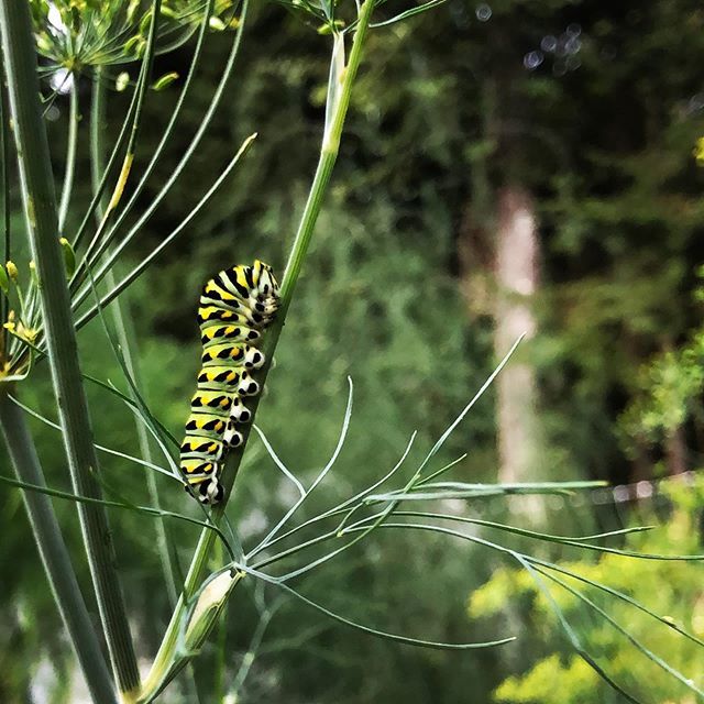 chbamey 🌱 tweet media