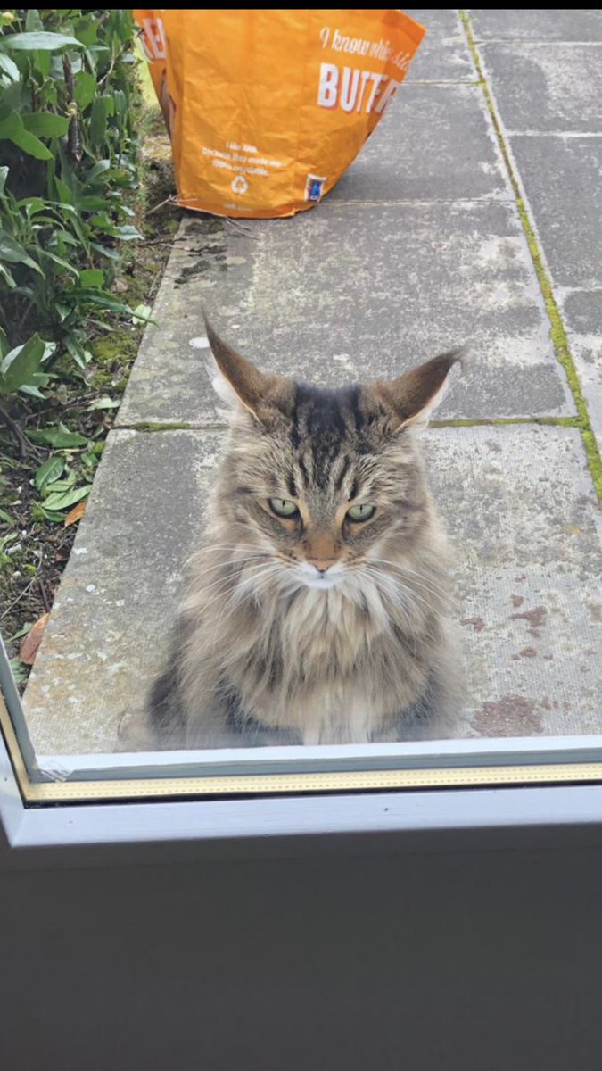 scotclean's tweet photo. Some of the “hoover haters” we’ve come across whilst out cleaning our developments this past week 😂🤪😾 #classycats #poshpets https://t.co/kAZkvRnBDE