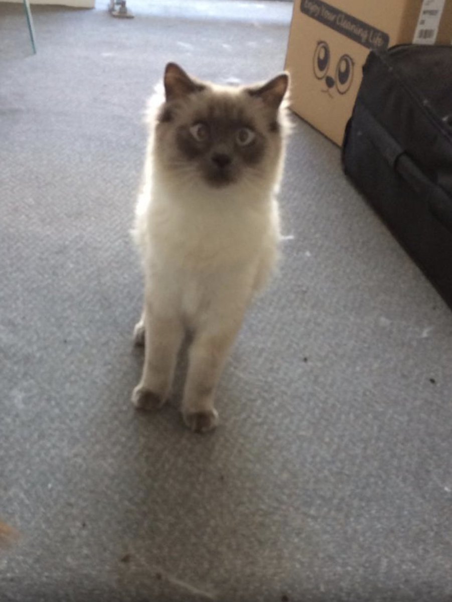 scotclean's tweet photo. Some of the “hoover haters” we’ve come across whilst out cleaning our developments this past week 😂🤪😾 #classycats #poshpets https://t.co/kAZkvRnBDE