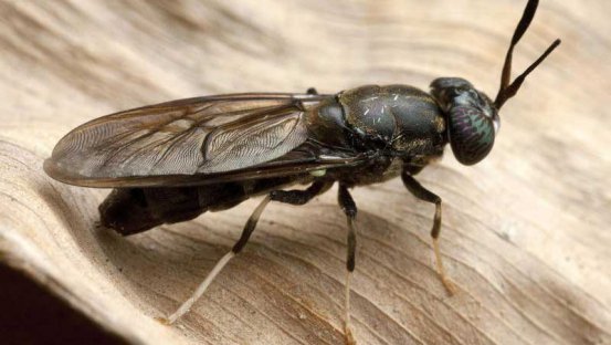 fuelbsf's tweet photo. So what is a black soldier fly?🤔A common fly, typically found in tropical regions across the world. No need to worry @PurdueSciComm, although these sleek bodied bugs look like wasps, they don't bite or sting! Plus, they just might be the future of agriculture #biofuel! 😲🦟🌎 https://t.co/FhtzBs9aIo