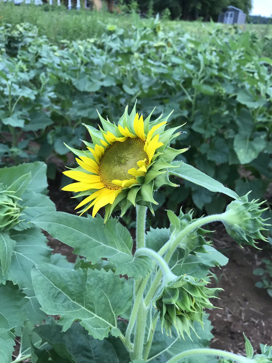 JosFlowerCo1's tweet photo. Sunflower field opens Monday at 1:00pm! Make sure you hurry and book your appointment! https://t.co/vomWVZ6Zbg