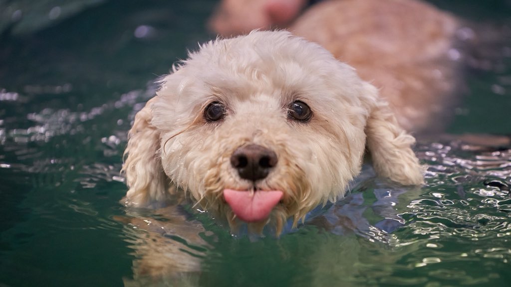 janicepedley's tweet photo. @dog_rates This is Travis. He’s a New York City dog, so doesn’t have much swimming experience. He’s trying his best at hydro-therapy to get his hips moving again after surgery. https://t.co/PGKVf2oW4B
