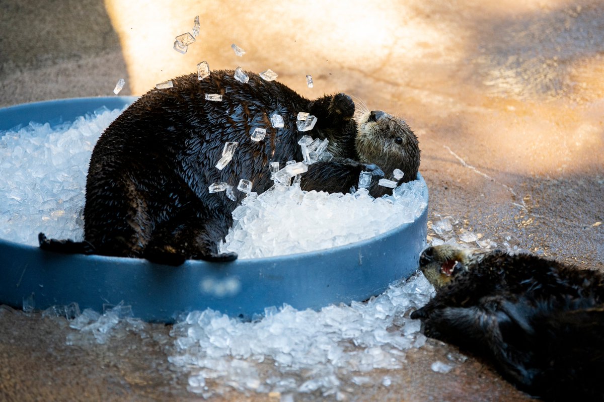 When summer temperatures rise, our keepers find creative ways to keep our animals cool. 🍧 Chill with us (and the sea otters) this weekend during End of Summer Blast and see animals enjoy icy treats and summery enrichments. ☀️