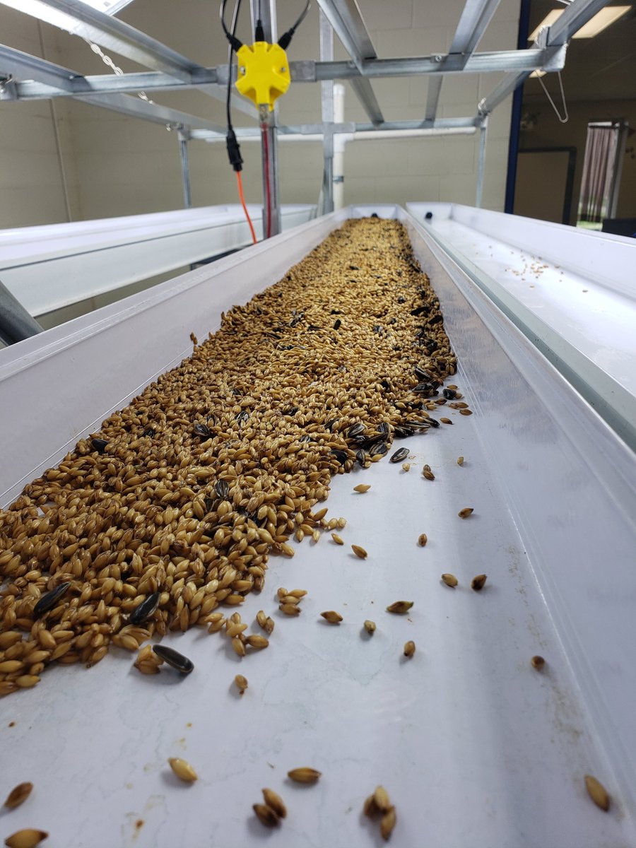 CCC_Milkshake's tweet photo. Fodder are plants grown hydroponically in a specific condition to reach optimal height in a shorter time frame. We feed fodder to all of our animals. Each day we are going to post progress.

Day 2: spreading seeds in trays. Germination already started. Guess on # of days to 6"? https://t.co/0DLcMAigeD