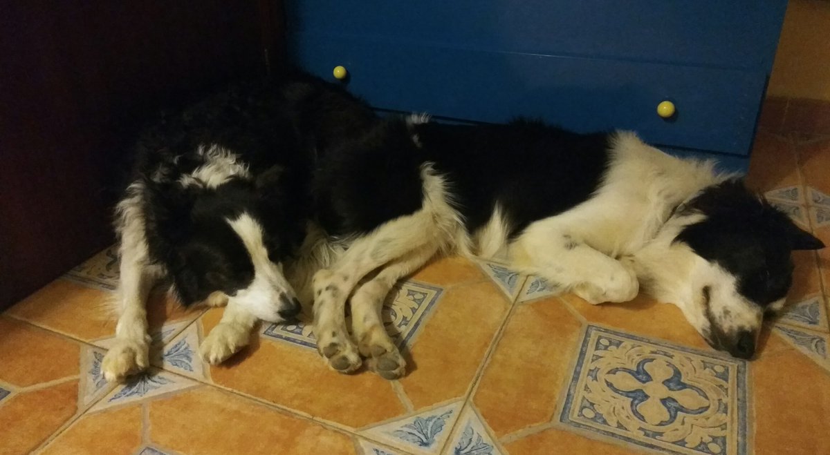 Lauw_mg's tweet photo. Nala y Meeko descansando tras su primer día en la playa juntos.
Adorables, verdad? 😍
#ContigoAtodasPartes #MiManada https://t.co/La1RRSlLWK