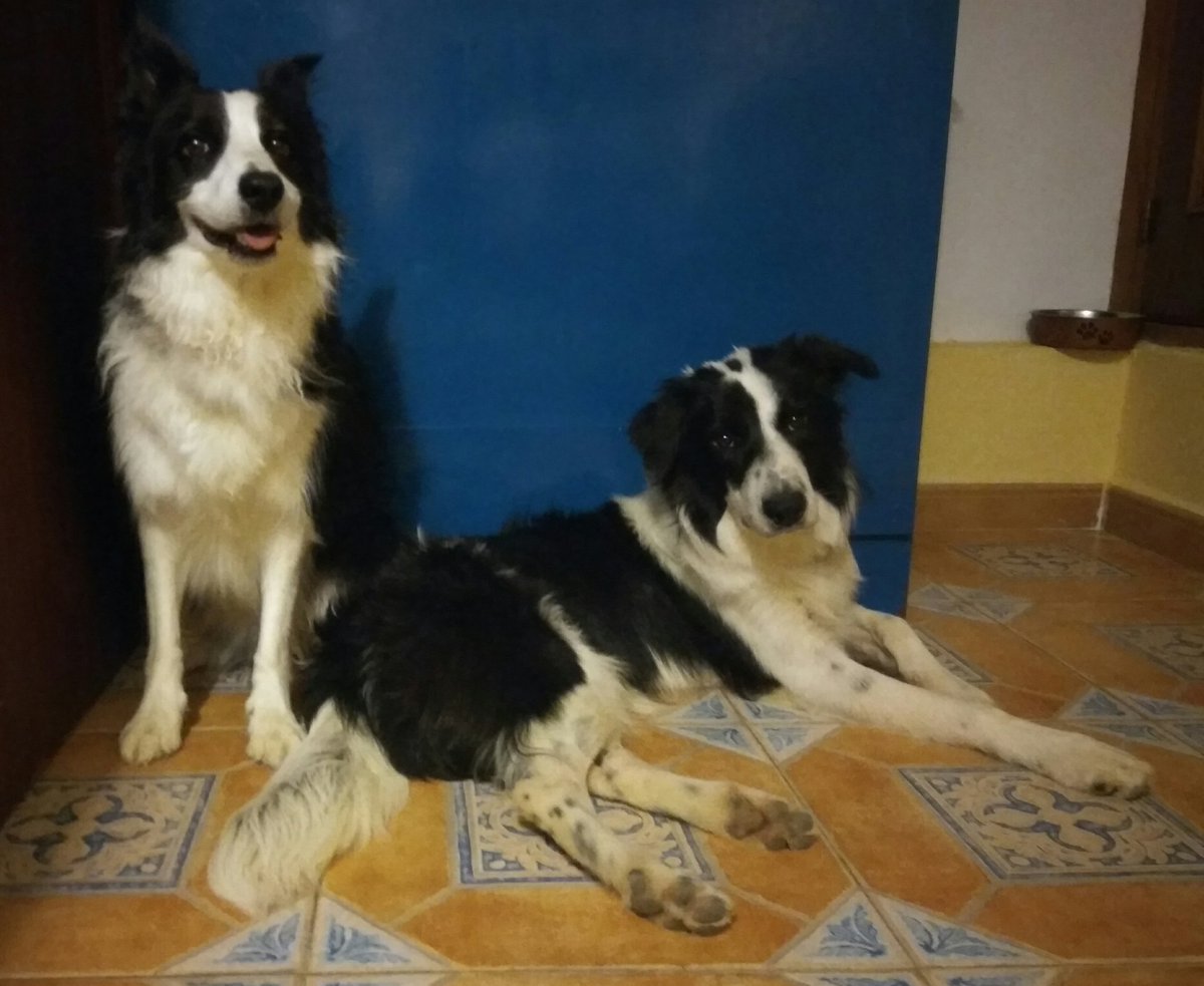 Lauw_mg's tweet photo. Nala y Meeko descansando tras su primer día en la playa juntos.
Adorables, verdad? 😍
#ContigoAtodasPartes #MiManada https://t.co/La1RRSlLWK