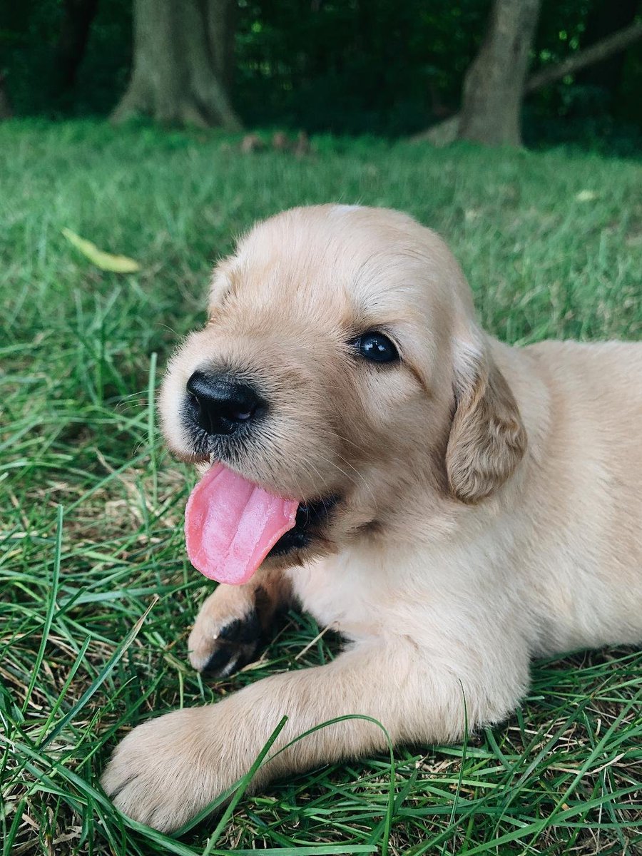 AmGoldens's tweet photo. @DDsulzbach #TongueOutTuesday 😋 https://t.co/akccVpzSUP