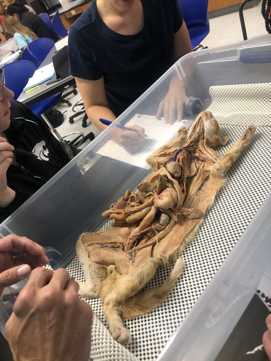 Skulp_ture's tweet image. For the love of science. #ClassToday 🥳