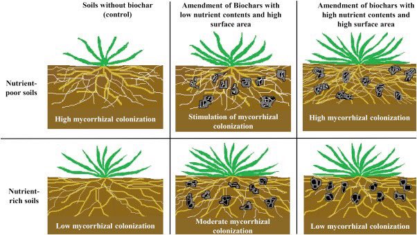 TerraCharInfo's tweet photo. Chart explaining the difference between soil with and without biochar! Biochar can impact soil in a positive way! #biochar #soilamendment #agriculture #business #environmental https://t.co/wFEnBF5ObH