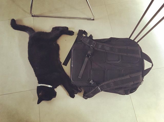 He’s always loved my bag 🙄 ift.tt/2ZhVzrX