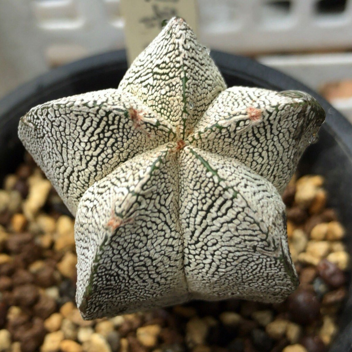 恩塚ランポー玉