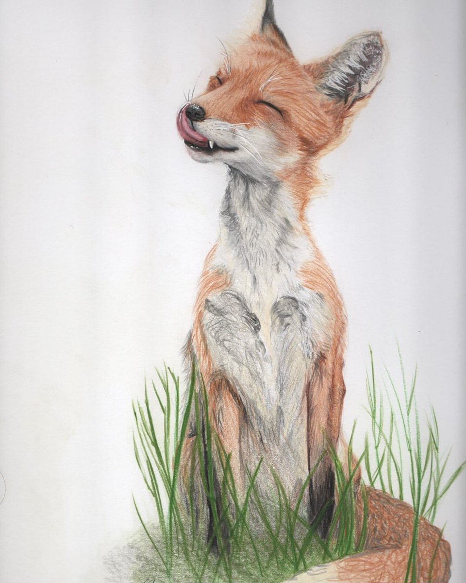 ArtistJeffery's tweet photo. Cheeky fox

#animalartistry #artcollective #instaart #animalart #wildlifeart #wildlife #art #artist #colourpencils #colorpencils #fox #foxpictures #gift #leeonthesolent #fabercastell #polychromos https://t.co/VV2qf9o6Zr