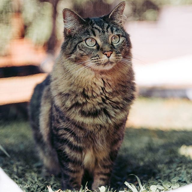 20_paws's tweet photo. I swear those human's better be bringing me back something REALLY good from Canada!⁣⁠
⁣⁠
Diego is driving me CRAZY! I ask to go out into the catio, so does he. Then when I'm trying to enjoy the sunshine and birdy watching, he cries to go back inside.… https://t.co/u3B3TzR9pa https://t.co/gsJta8hcgB