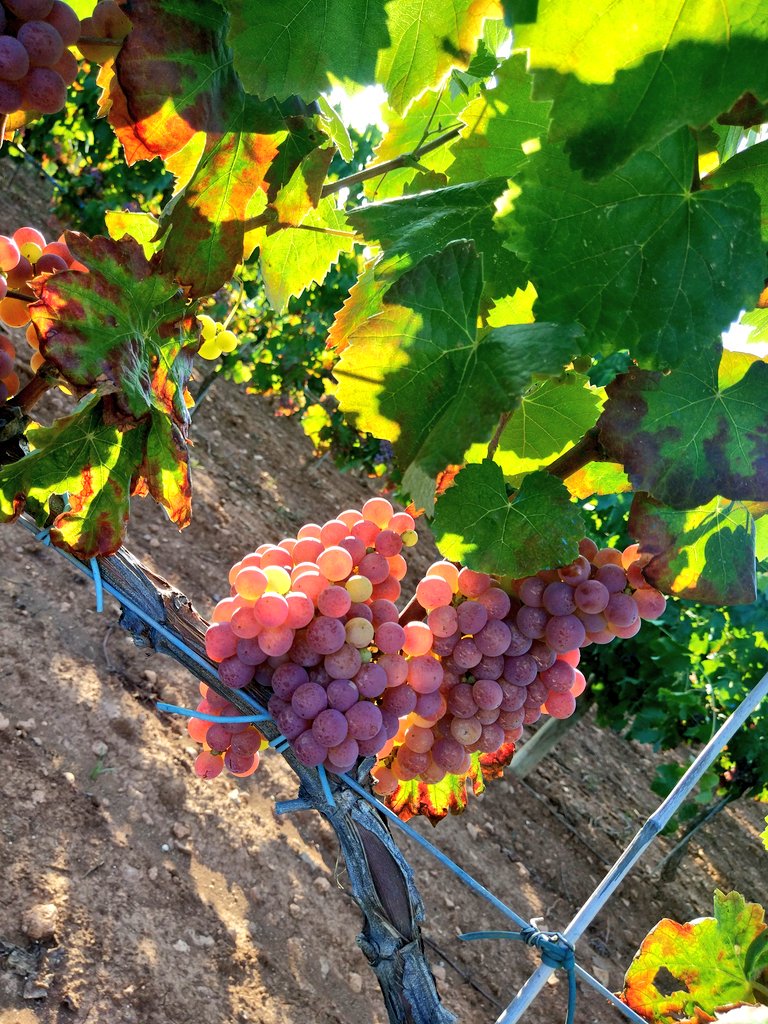 FincaMasPerdut's tweet photo. COMPTE ENRERE PER AL XAREL.LO VERMELL 🔝💪 🍇. 👉 #ENDOGENVERMELL #MASPERDUT #VINSAMBAMOR #VINSDAUTOR #VINSSENSEDO #SANTAOLIVA #BAIXPENEDES #LIVINGVINES #HAPPYGRAPES 😊 https://t.co/mc9ibpLq2P