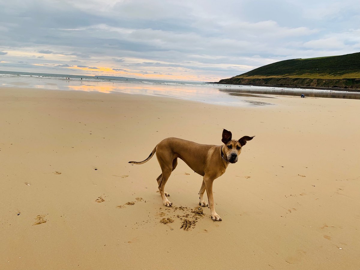 wirlygallacher's tweet photo. Goofing with my my favourite goofers...
#BunnyTheDog
#beachgoons
#dogsoftwitter
#greatdane https://t.co/lwBwTJrYsK