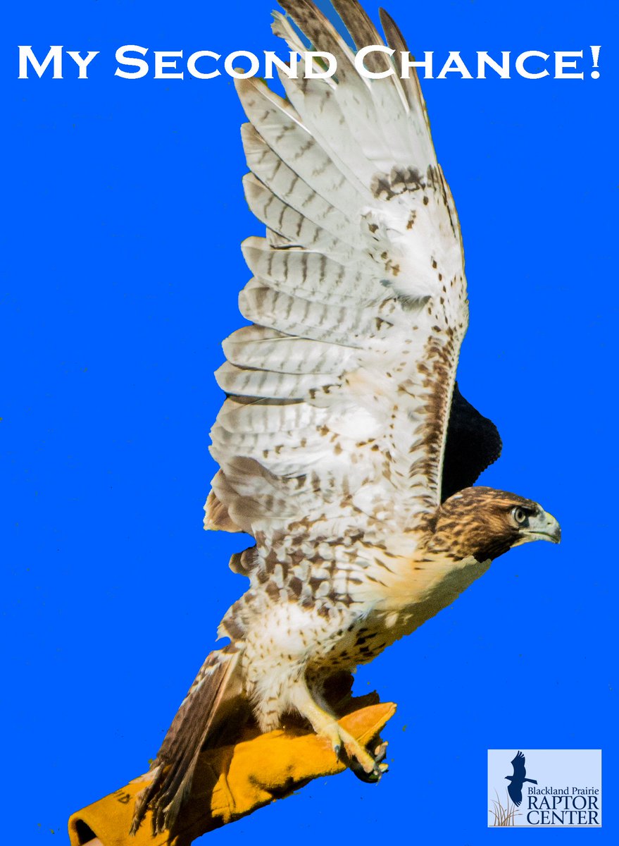 Blackland Prairie Raptor Center tweet media