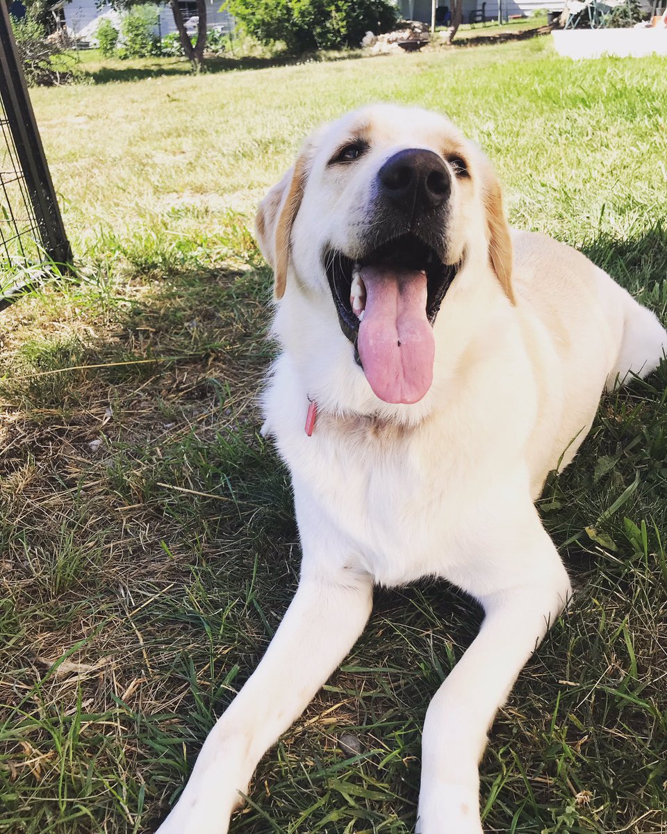 haypix6's tweet photo. @dog_rates Juniper Red 🥰 https://t.co/38UhYpERRs