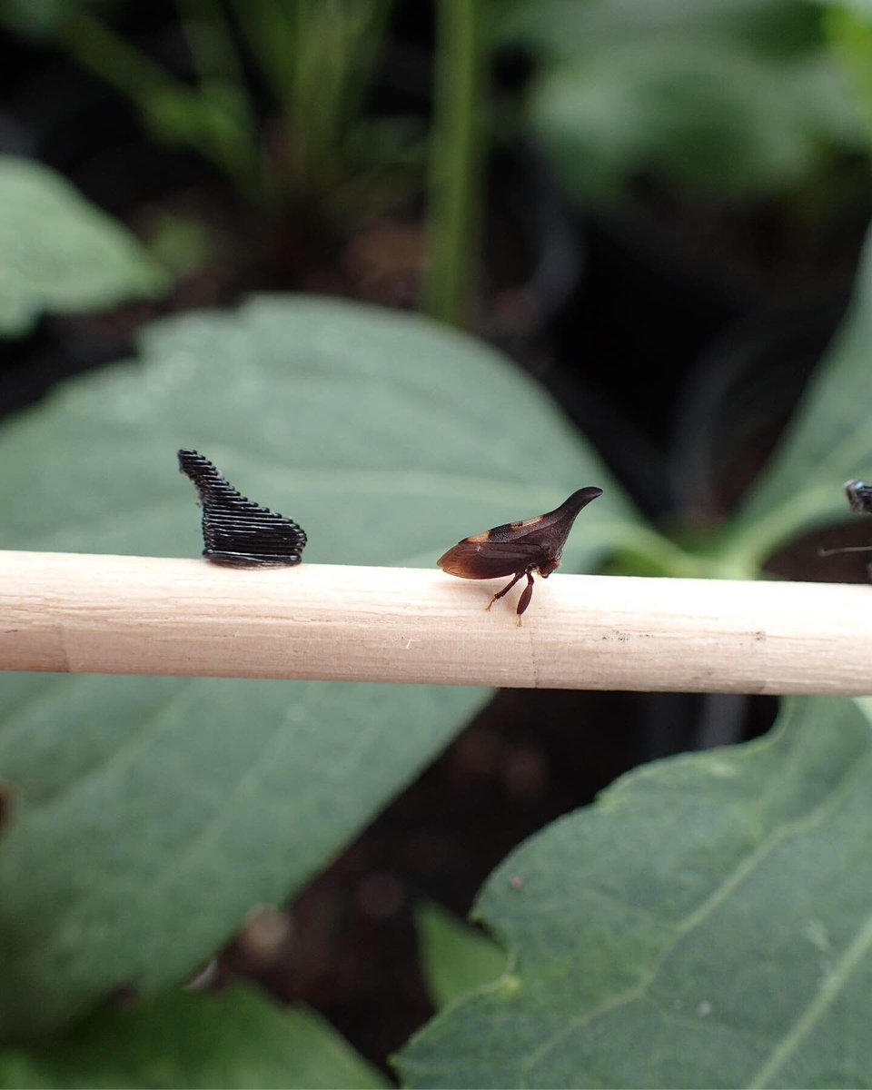 Borikenophis's tweet photo. She got tired of his lies...#causehesfake #getit #modeltoscale #Treehopper #Echenopabinotata #Membracidae #Hemiptera #3DPrinting #FowlerFinnLab https://t.co/SIxiYEmfKt