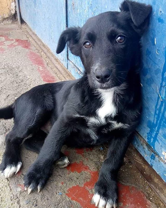 Busco hogar 🐾🐶 Tengo aproximadamente 4 meses, soy una cachorra rescatada de la calle pero muy juguetona, cariñosa y leal❤️ Busco una familia que me quiera y cuide así como yo lo haré con ellos. (Con compromiso de esterilización)
Estoy desparasitada interna y externamente 🐾 e…