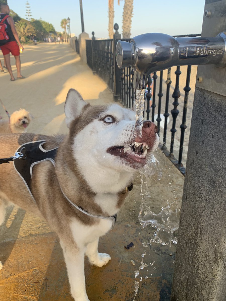PawfectionMarbs's tweet photo. Hipster husky.
#Marbelladogs #Huskies https://t.co/OBykj67tm5
