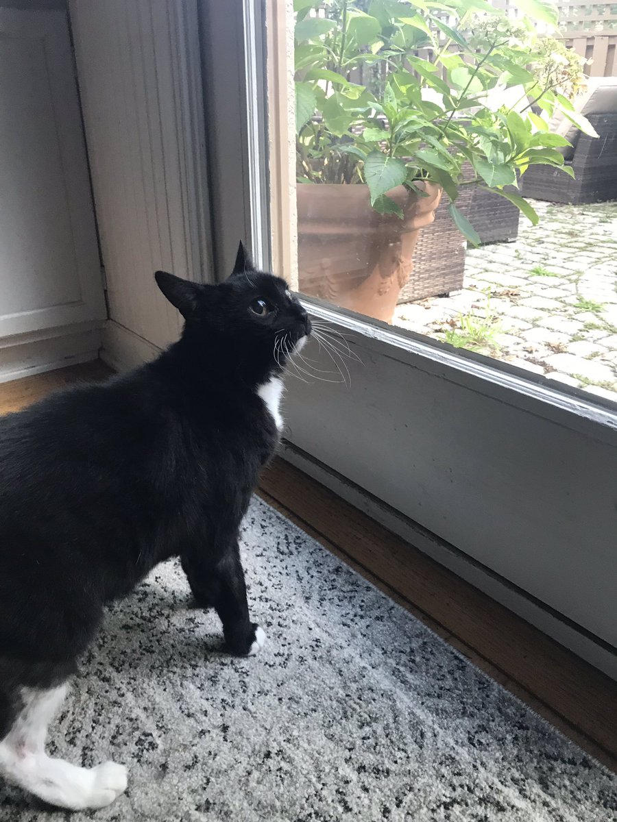 IslanderNation's tweet photo. Squeak Mill wants to go outside. #FreeSqueak https://t.co/E7mWQMHBOB