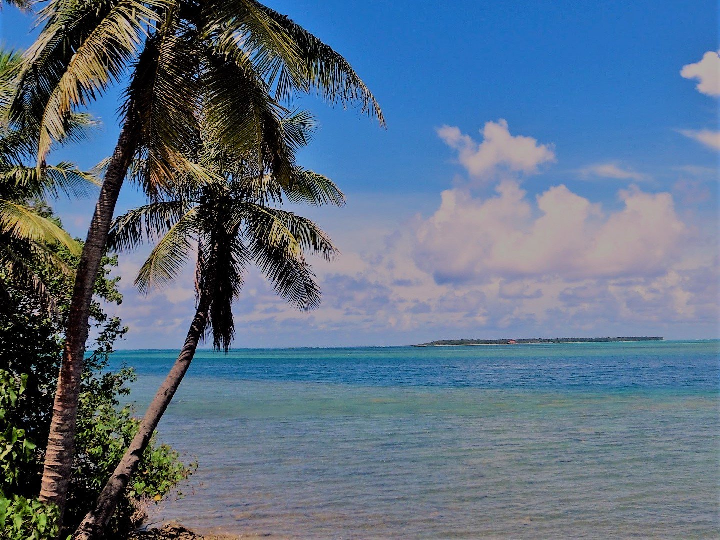 あづさゆみ 環礁とフィリピン海 やしの木越しに フィリピン海とラグーンを眺める グアムは 北西太平洋とフィリピン海の境界にある フィリピン海 環礁 ラグーン やしの木 グアム T Co 6qyvlnfowm Twitter