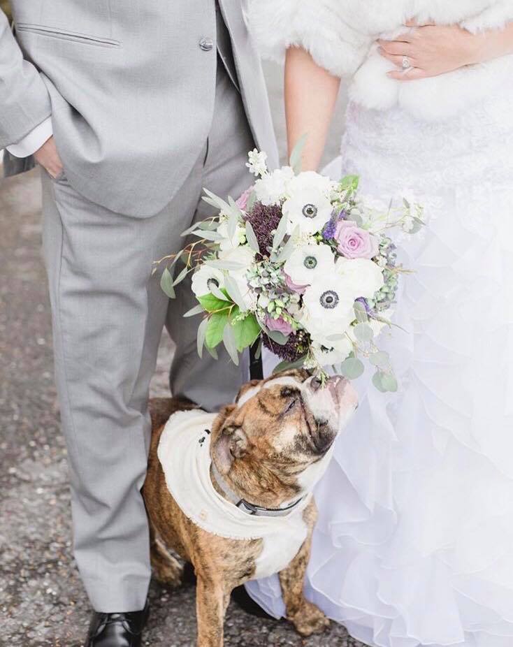 LodgeForge's tweet photo. Yesterday was #nationaldogday and we wanted to make sure you knew we are 100% pup friendly! 
Photography: @tessasmithphoto 
#nationaldogday #furbaby #wedding #winterweddinginspiration #dogsofinstagram #weddingwire #theknot #centralpaweddings #thelodgeatlibertyforge #libertyforge https://t.co/l7foZQAgvk