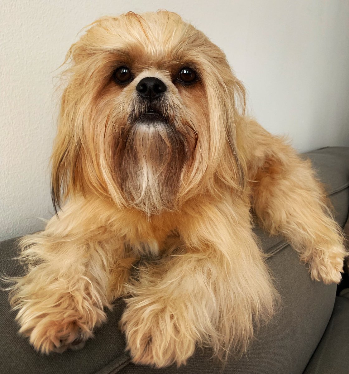 BlueMonsieur's tweet photo. FYI national dog day is EVERY single day❗️Act accordingly 💫
#nationaldogday #dogday #ShihTzu https://t.co/kDbC5OQSM1