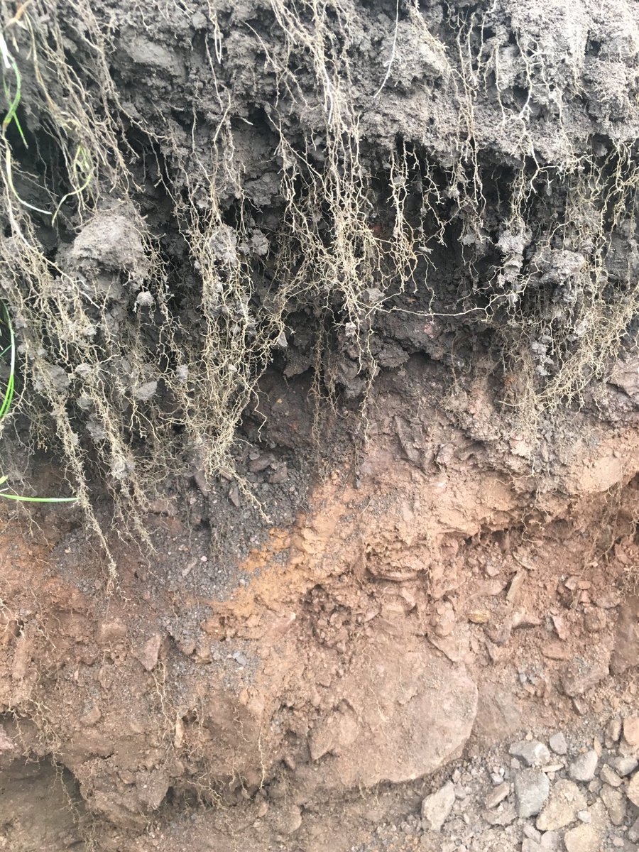 SoilIreland's tweet photo. Checking a #Sobac field today with 2 applications of #Bacteriosol #roots https://t.co/eNVUpwSjs8