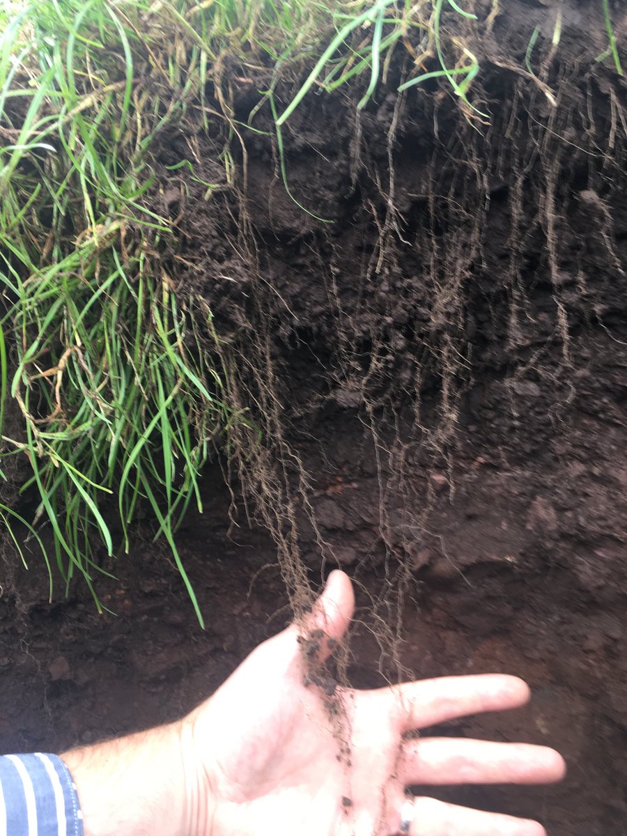 SoilIreland's tweet photo. Checking a #Sobac field today with 2 applications of #Bacteriosol #roots https://t.co/eNVUpwSjs8