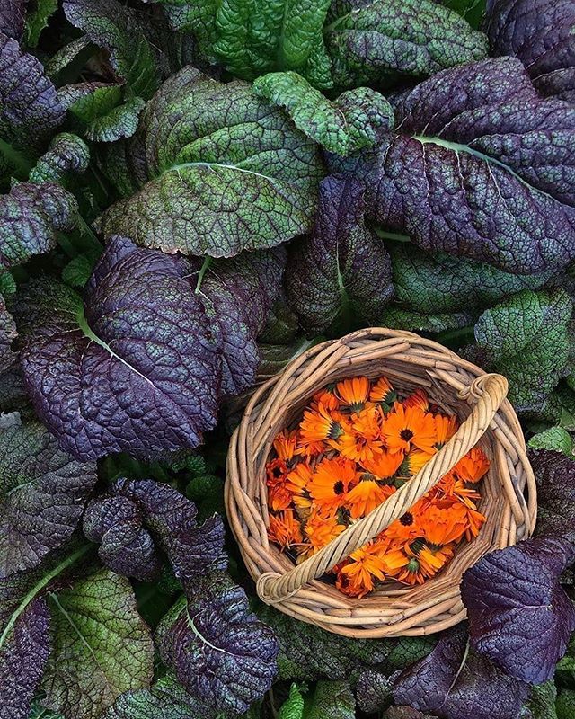 JournalofCESaRE's tweet photo. Did you know where most of our #medicinal ingredients come from?
.
The #Amazonrainforest is home to over 40,000 #plantspecies, some of which are used in #traditional and #modern day #medicine
.
#Calendulaoil (from plant in photo) for instance has #antiโฆ https://t.co/9ZYlgSDwQD https://t.co/XFFYhSThao