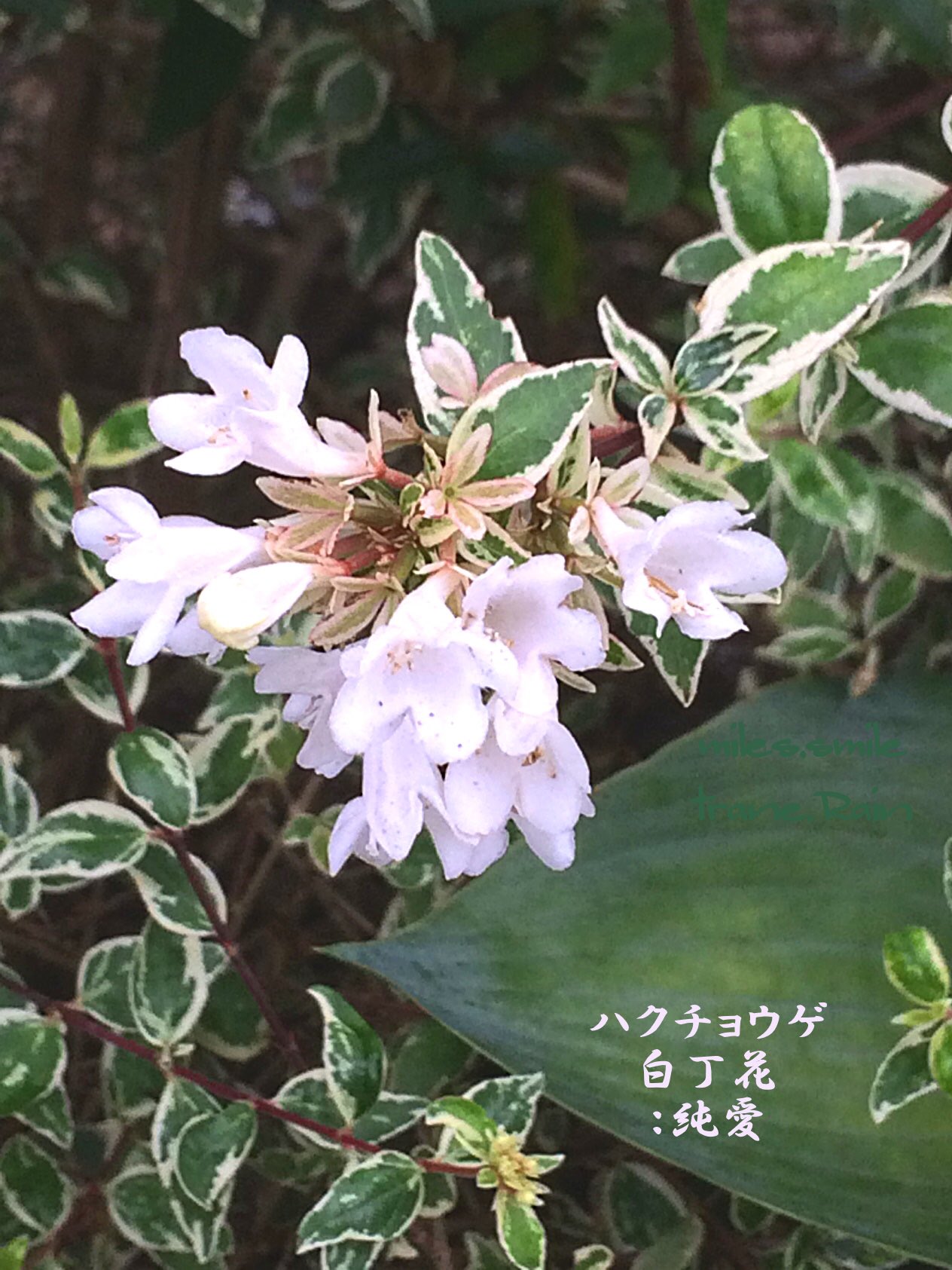 Miles スマイル 小満 蚕起食桑 در توییتر あさのいろ おはよう ハクチョウゲ 白丁花 純愛 アカネ科ハクチョウゲ属 中国 台湾 インドシナ原産 常緑低木 低生垣 庭木 強い刈り込みに耐える 別名パンティシ 満天星 花期5 7月 丁字型の白花で名に Miles スマイル 小満 蚕起食桑 در توییتر あさのいろ おはよう ハクチョウゲ 白丁花 純愛 アカネ科ハクチョウゲ属 中国 台湾 インドシナ原産 常緑低木 低生垣 庭木 強い刈り込みに耐える 別名パンティシ 満天星 花期5 7月 丁字型の白花で名に