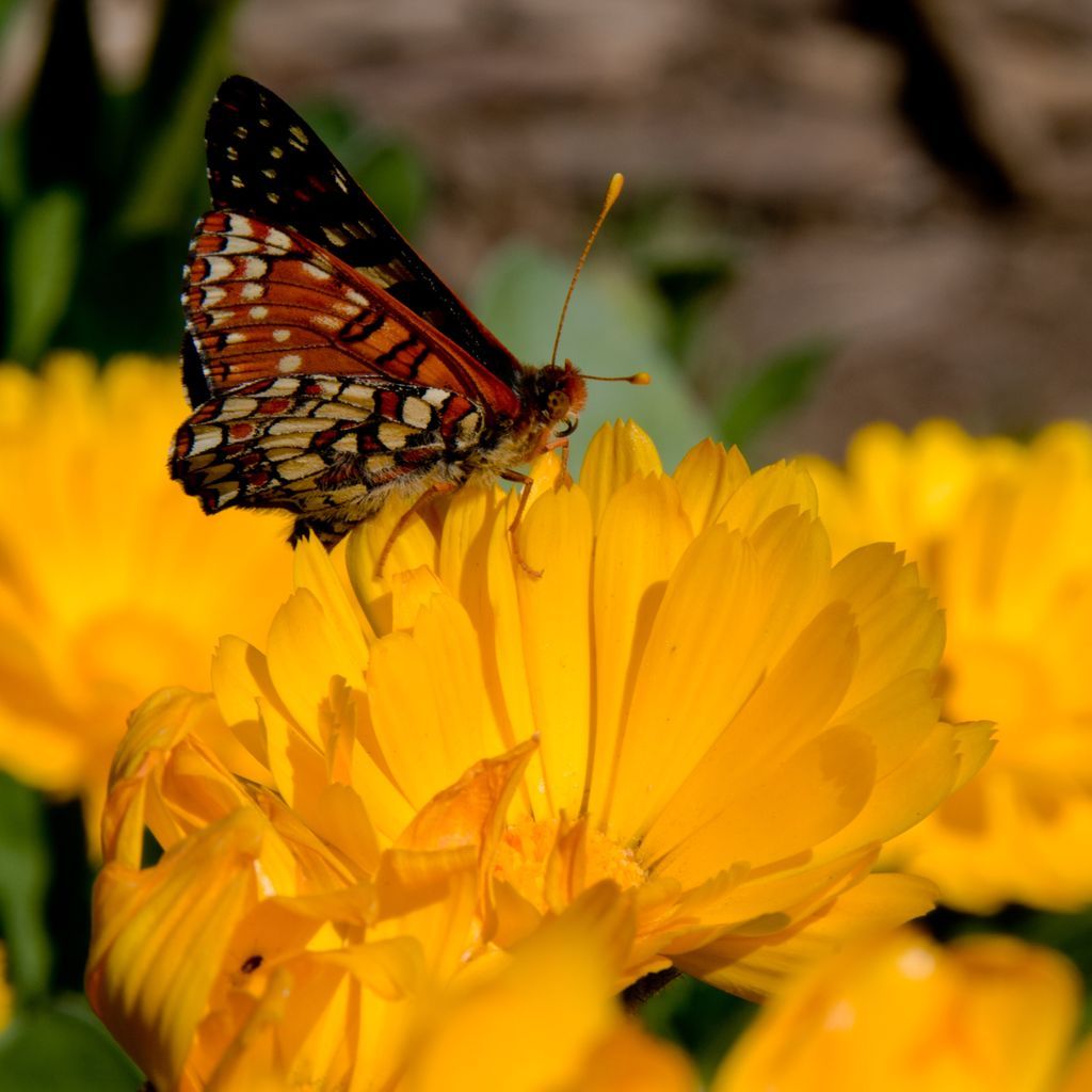 Hidden Villa tweet media