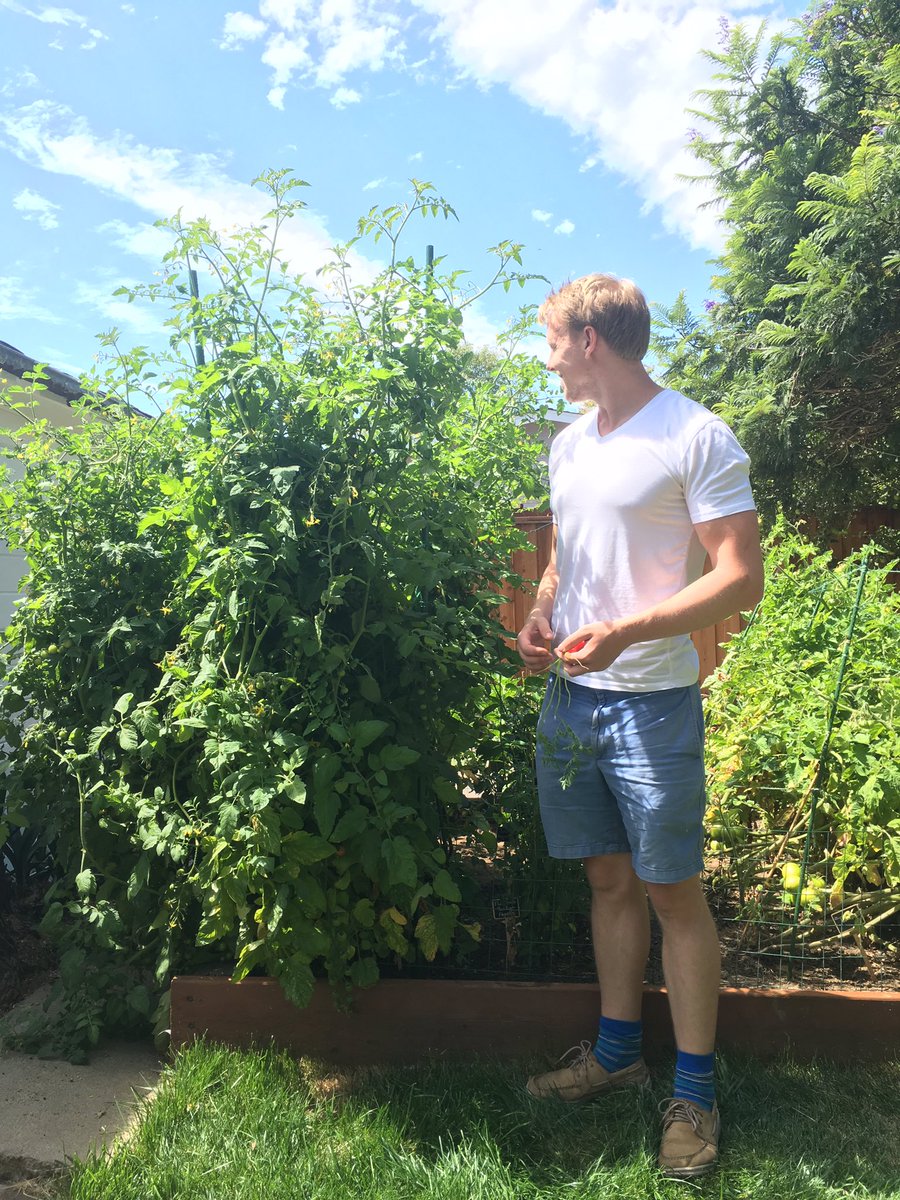 We planted tomatoes early this summer and they are out of control. Here is my roomate for some reference, he is 6’4”