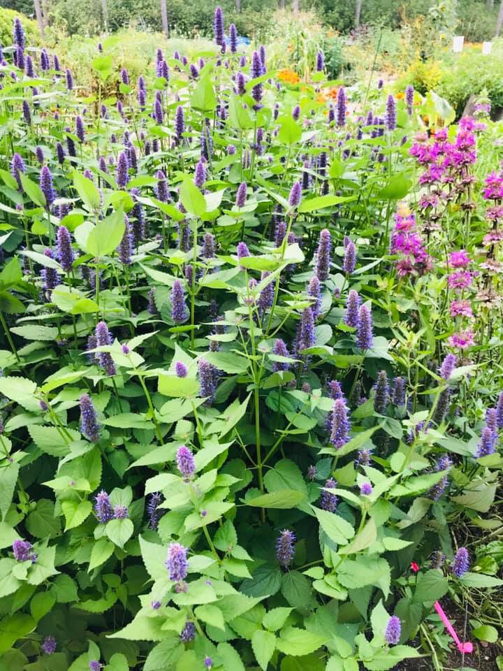 BobHollMusic's tweet photo. We enjoyed a wonderful nature walk today at Monk Botanical Gardens! Such a beautiful place to spend some time at. #monkgardens #naturewalk #beautifulwisconsin #wausau #greatoutdoors #funwithgrandsons #monarchbutterfly https://t.co/q5ta7SA4iN