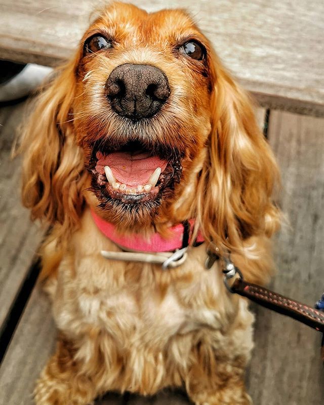 aledandelion's tweet photo. Si dice che il cane sia il miglior amico dell'uomo.
Ma il cane è molto di più...
*È confidente fidato: ascolta senza mai interrompere, e non dirà mai a nessuno quello che gli hai detto
*Fratello: dorme nella tua stessa stanza e ti ruba il cibo che ti sei… https://t.co/4Q7wUnaC7t https://t.co/JsBPrRmbXM