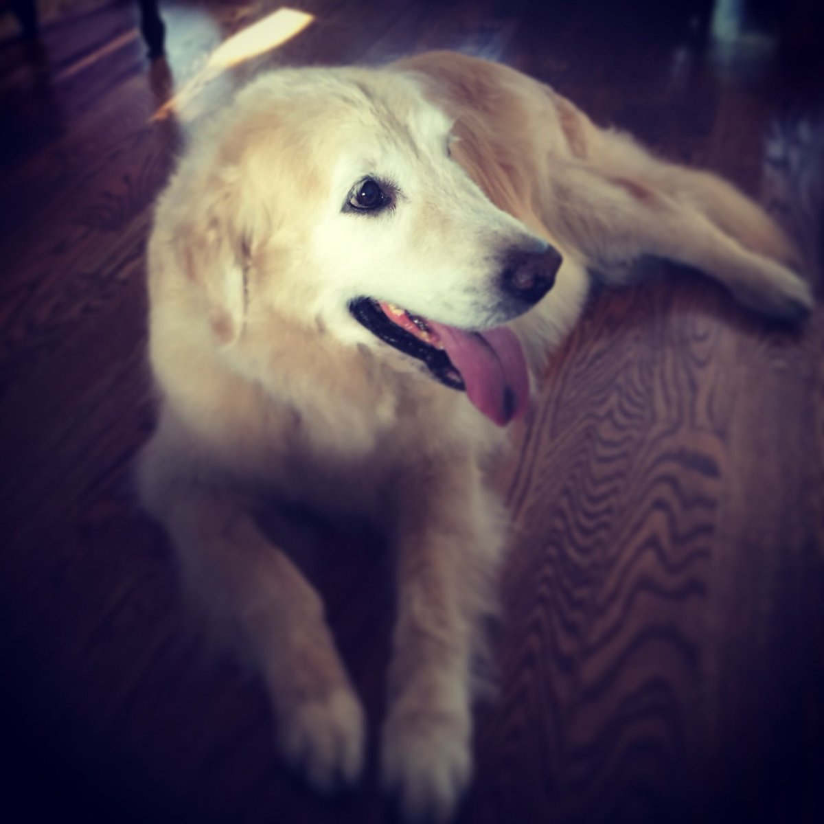 EvaSlawecki's tweet photo. @dog_rates Suzie ❤️ https://t.co/lObZr88dWV