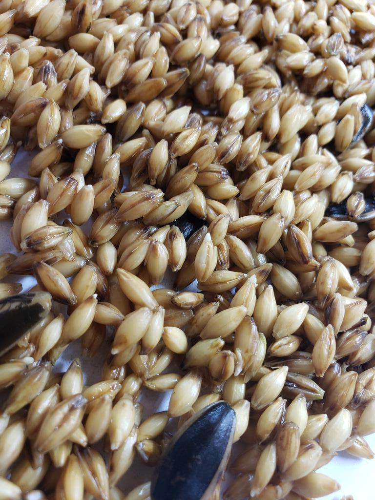 CCC_Milkshake's tweet photo. Fodder are plants grown hydroponically in a specific condition to reach optimal height in a shorter time frame. We feed fodder to all of our animals. Each day we are going to post progress.

Day 2: spreading seeds in trays. Germination already started. Guess on # of days to 6"? https://t.co/0DLcMAigeD