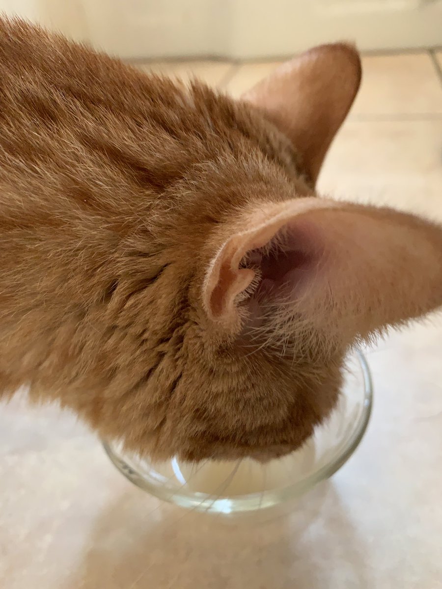 ClawshankR's tweet photo. Tuna. Juice. Father!!11!!!1! @z0x1c https://t.co/39auNguILd