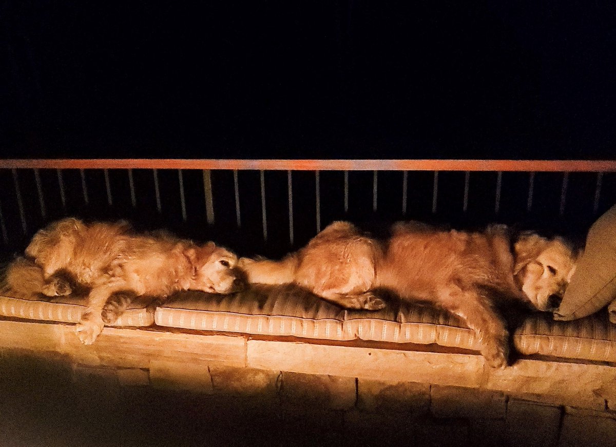PeggyJ's tweet photo. Why can’t every day be #NationalDogDay? Love having my #BearProtection with me on vacation, even if they fall asleep on the job. https://t.co/G9XtvGVr8F