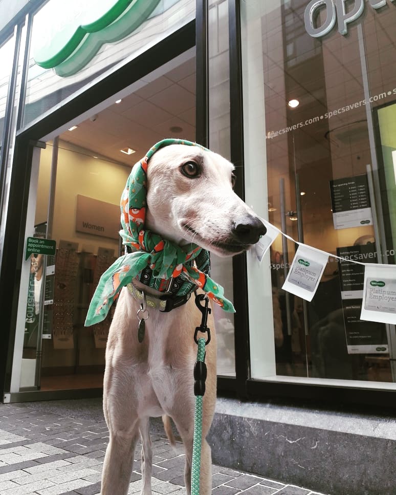 GreyhoundRobert's tweet photo. My mom is a little blind and needs glasses to help her see. Maybe a new pair from @SpecsaversIE  would help her locate my ears quicker?! Where O where could I have left my ears?! #rescuegreyhound #lostears https://t.co/H0sTlOgbfv