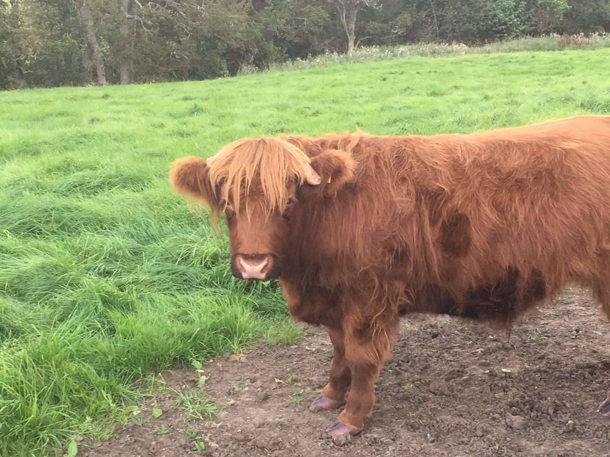 sarahmarley86's tweet photo. Day 13: An intense writing session finishing the literature review for my pedagogy project proposal. Thankfully @NickRiddoch was there afterwards to drag me out to Glen Tanar for some restorative forest time and toffee coos #RealHoliday 11, #AcademicHoliday 4 https://t.co/7rjI9IIjFX