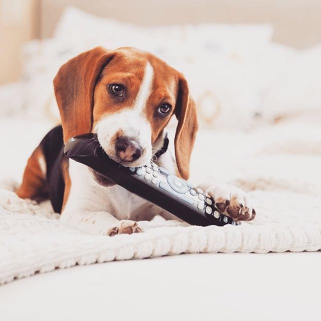 Techhygiene's tweet image. What a great reminder to play #offline! #nationaldogday 
#digitalwellnesscollective #offline #digitalwellness #wellness #selfcarethreads #presence #unplug #digitalwellbeing #presence #mindfultech #mindfulness #tech #summervibes #optoffline ift.tt/2ZyDrVL
