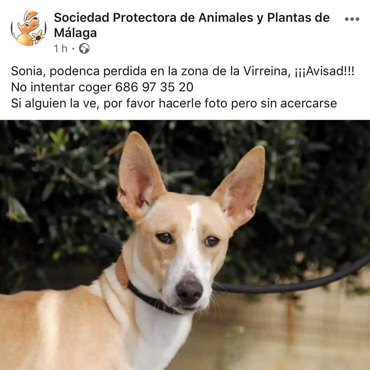 protemalaga's tweet photo. MÁXIMA DIFUSIÓN, COMPARTID POR FAVOR 🙏🏻 D #RT https://t.co/EhssLYoiU5