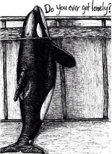 OrcaSOS's tweet photo. Dear #SeaWorld Gus,
Do you ever get lonely?
Before I die, please, please let my spirit soar back in the sea where I can hear the calls of my family. Where is my sea sanctuary?
~ CORKY #Blackfish

#WhalesWithoutWalls #OrcasLiveInOceans
#EmptyTheTanks #WhaleSanctuary #LongGoneWild https://t.co/5tMZWKe5KO