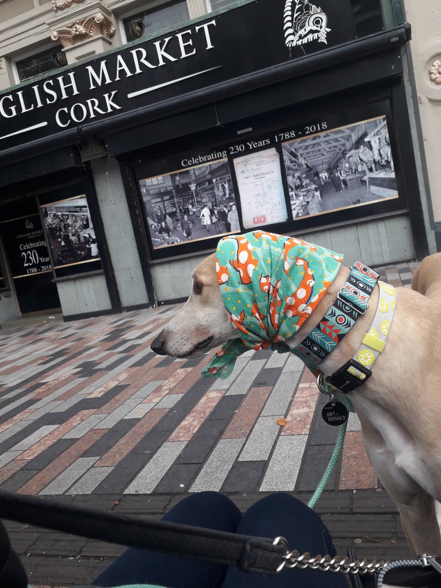 GreyhoundRobert's tweet photo. One last stop before I call it quits for today! Into @EnglishMarket to search for my missing ears. Lots of ears to be found here, but none of the greyhound kind... #rawfedgreyhound #freshisbest #greytpets #rescuedog #corkcitydogs #citydogs #greyhoundsaspets https://t.co/BfBv2bYKnr
