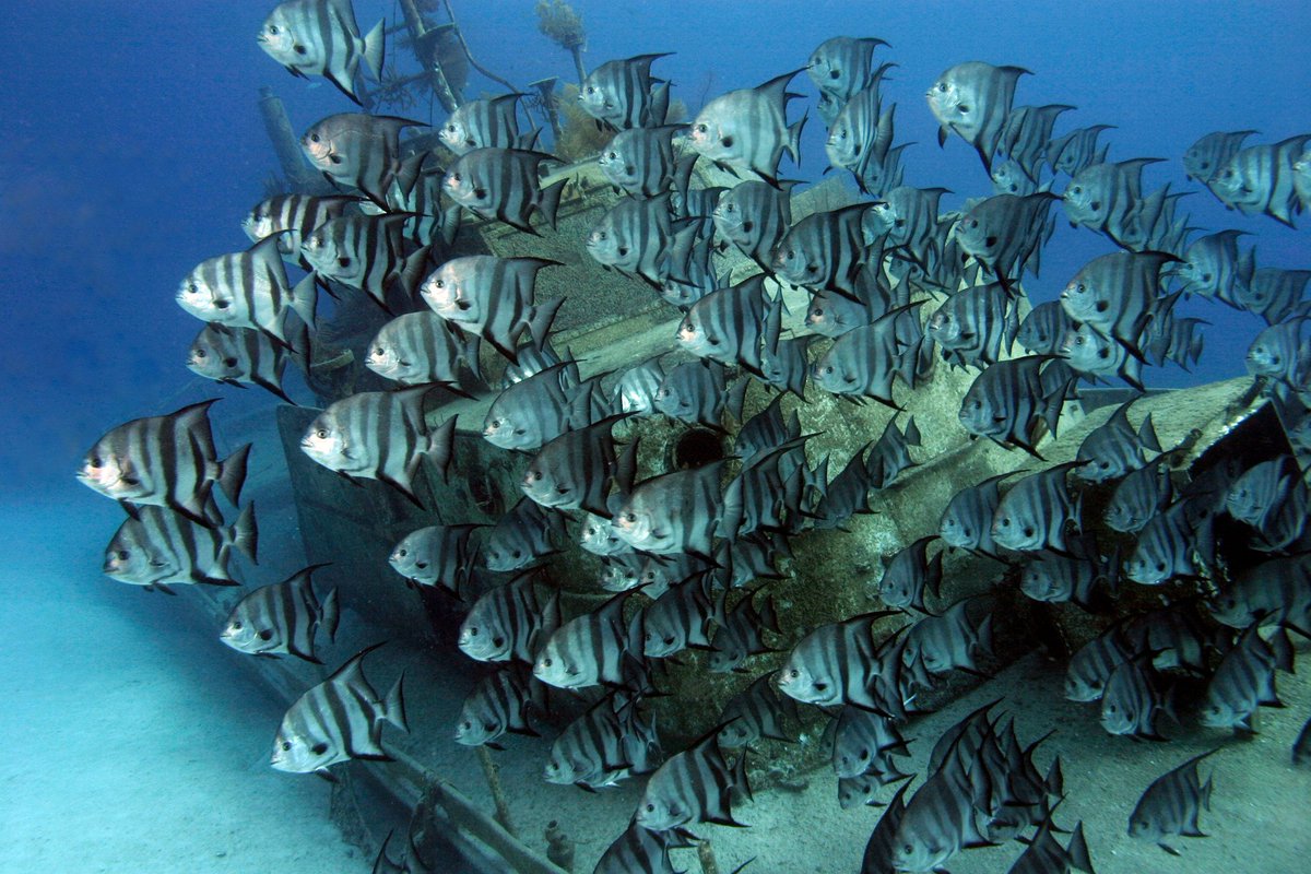 StuartCoveDive's tweet photo. Back to School! πΈπππ
#divestuartcoves
#bahamas
#nassau
#atlanticspadefish
#fishschool
#wreckdive
#itsbetterinthebahamas
#conservation https://t.co/PUVg5PtFpH