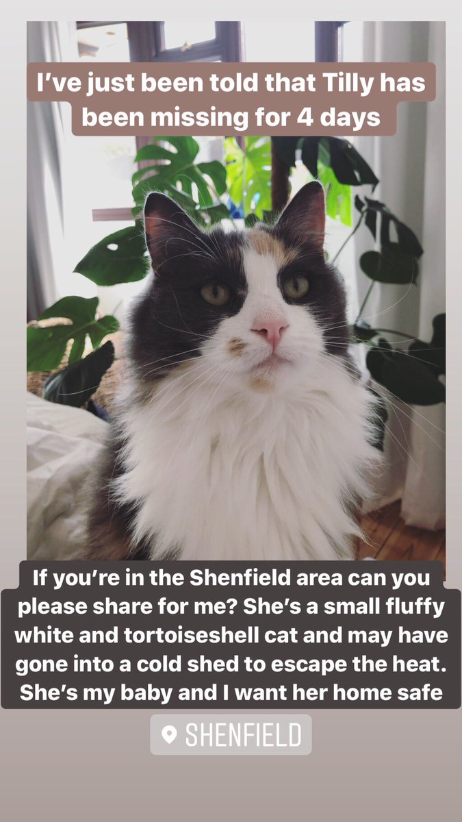 beccychurchill's tweet photo. My cat Tilly has been missing for 4 days. If you’re in the #shenfield area - can you please keep an eye out? ✨💕 https://t.co/GkMJ4PNtn3